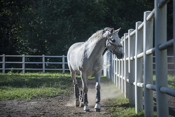 Reiten in Ebreichsdorf